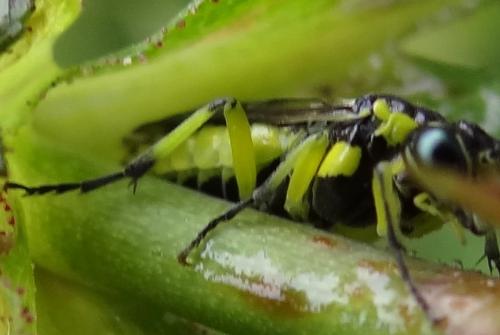 Cytisogaster picta